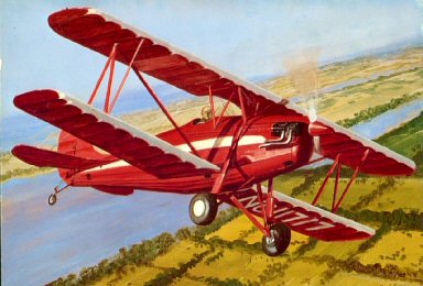 Tony Weddel Parrakeet Illustration